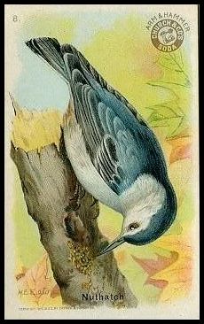 8 Nuthatch